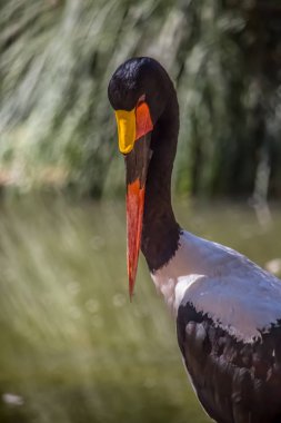 Afrika eyer - gagalı leylek, Ephippiorhynchus senegalensis, ayrıntılı bir görünümünü lake doğa arka plan üzerinde bulanık