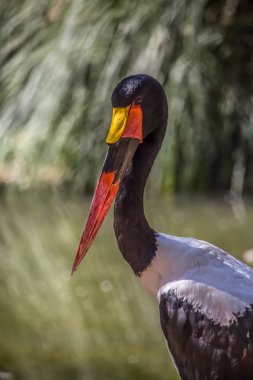 Afrika eyer - gagalı leylek, Ephippiorhynchus senegalensis, ayrıntılı bir görünümünü lake doğa arka plan üzerinde bulanık