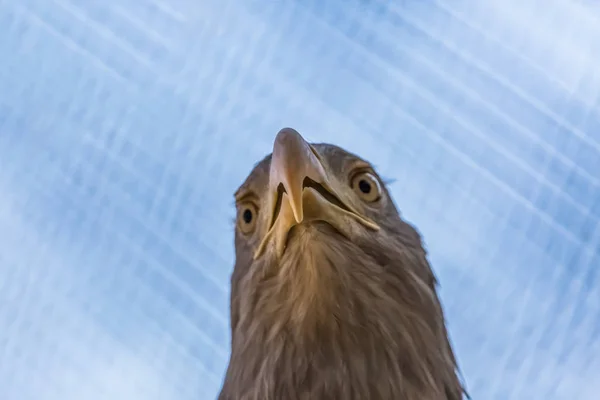 Vista Detallada Una Cabeza Águila Cola Blanca Típico Águila Eurasiática —  Fotos de Stock