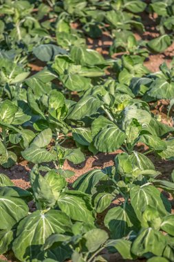 Ekimi, Portekiz tüm esnaf süreci ile görünümünü bir sebze bahçesi ile lahana, organik tarım