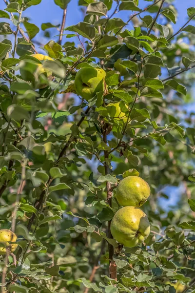 Szczegółowy Widok Pigwa Owoce Drzewo Owoc Regionu Mieście Viseu Portugalia — Zdjęcie stockowe