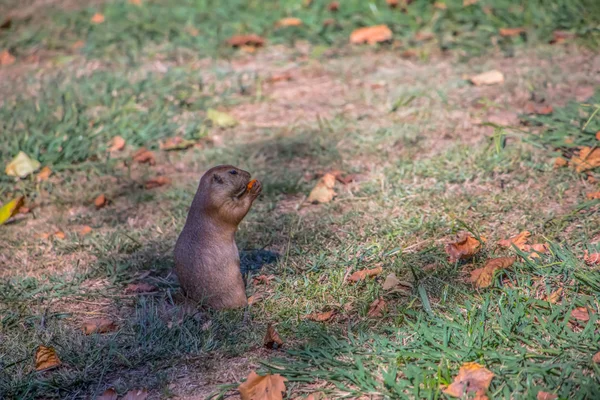 Vista Dettagliata Singolo Roditore Divertente Cane Prateria Genere Cynomys Sull — Foto Stock