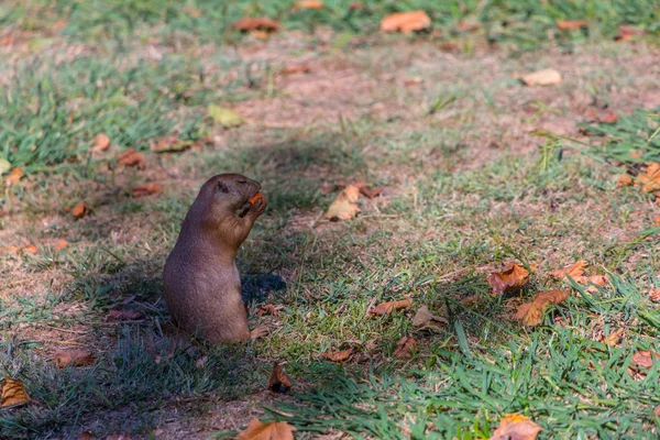 Vista Dettagliata Singolo Roditore Divertente Cane Prateria Genere Cynomys Sull — Foto Stock