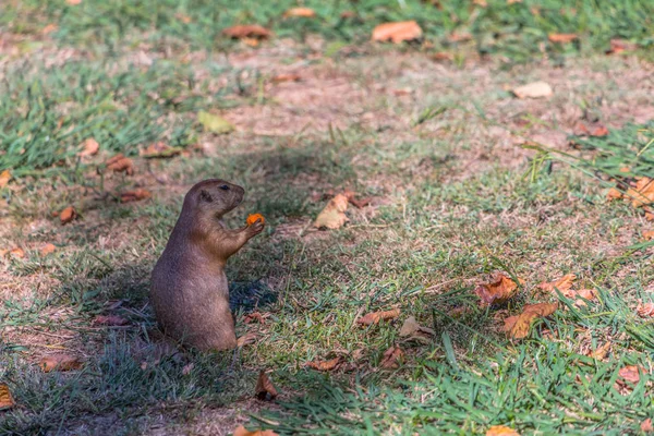 公园草上的一只有趣的啮齿动物 草原狗 仙人掌属的详细视图 — 图库照片
