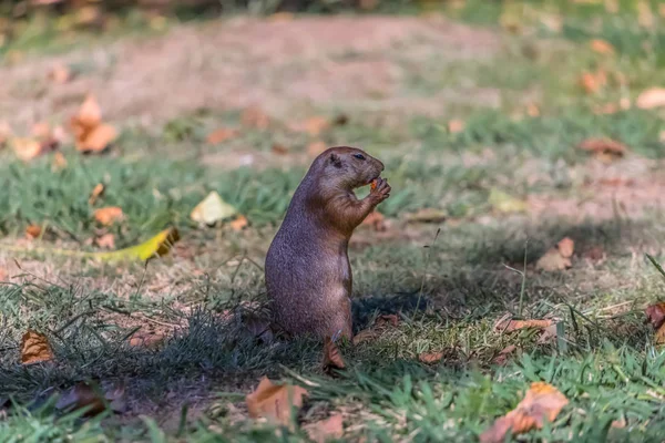 Vista Dettagliata Singolo Roditore Divertente Cane Prateria Genere Cynomys Sull — Foto Stock