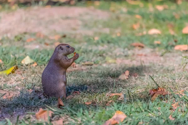 Vista Dettagliata Singolo Roditore Divertente Cane Prateria Genere Cynomys Sull — Foto Stock