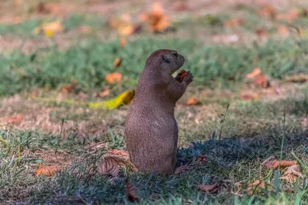 Vista Dettagliata Singolo Roditore Divertente Cane Prateria Genere Cynomys Sull — Foto Stock