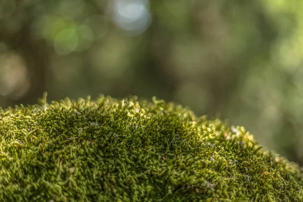 Detailní pohled strukturu mechu na skále, lesní, Portugalsko — Stock fotografie