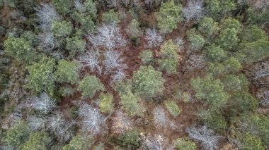 Dron, tipik Portekizce orman, ağaç, çam ve meşe taç ile havadan görünümü