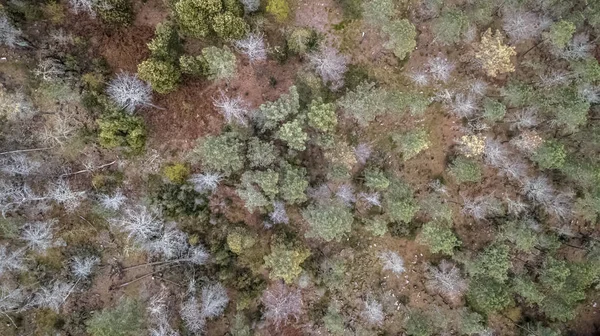 Letecký pohled na hukot, s typický portugalský forest, koruny stromů, borovic a dubů — Stock fotografie