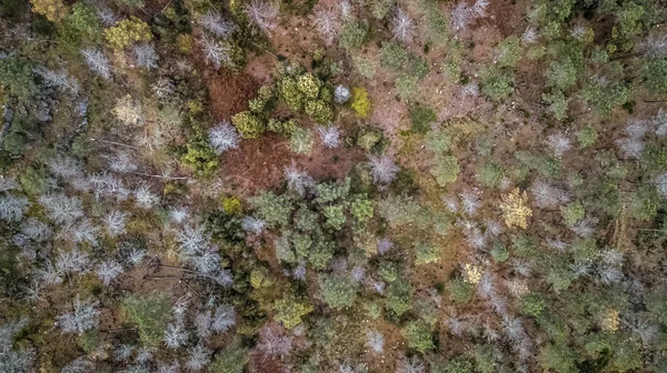 典型的なポルトガルの森林、木、松や樫の木の王冠の無人の空中写真 — ストック写真