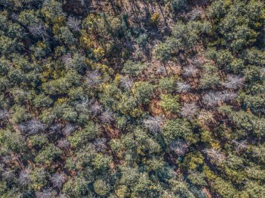 Dron, tipik Portekizce orman, ağaç, çam ve meşe taç ile havadan görünümü