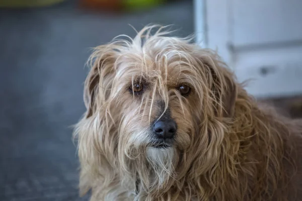 Vista del cane domestico senza una razza determinata — Foto Stock