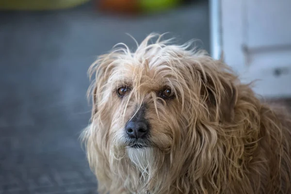 Vista del perro doméstico sin una raza determinada —  Fotos de Stock