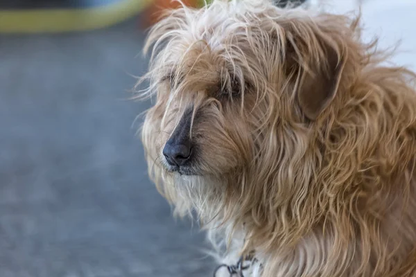 Vista del perro doméstico sin una raza determinada —  Fotos de Stock