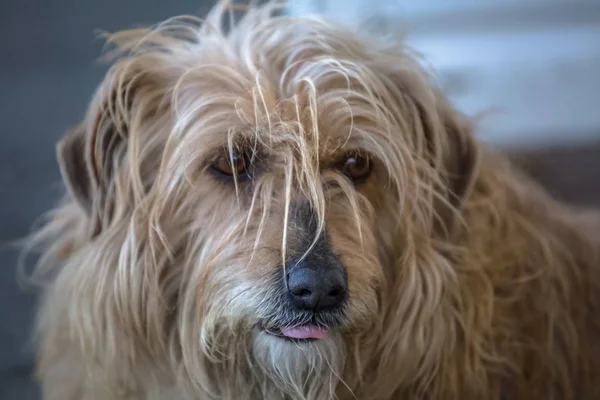 Vista del perro doméstico sin una raza determinada —  Fotos de Stock