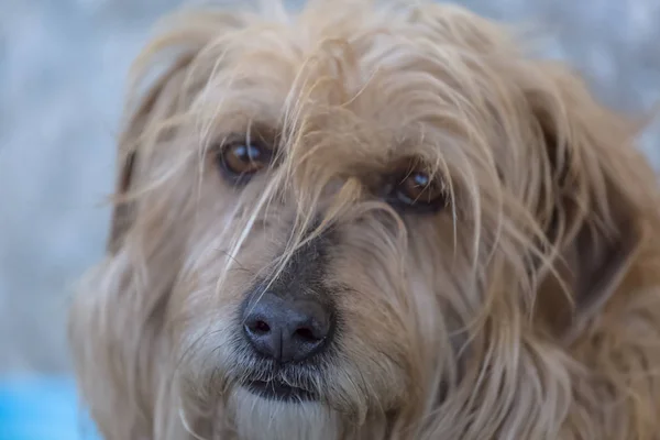 Vista del perro doméstico sin una raza determinada —  Fotos de Stock