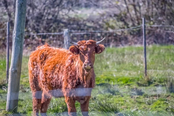 Syn på en ko på gröna betet på gård — Stockfoto