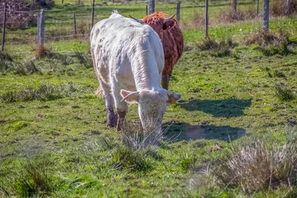 Vista de vacas no pasto verde na fazenda — Fotografia de Stock