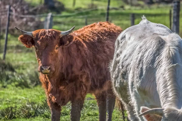 View of cows on the green pasture on farm — Stock Photo, Image