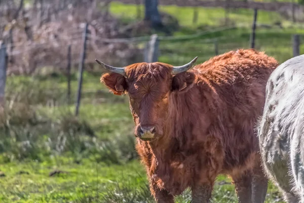 Syn på kor på gröna betet på gård — Stockfoto