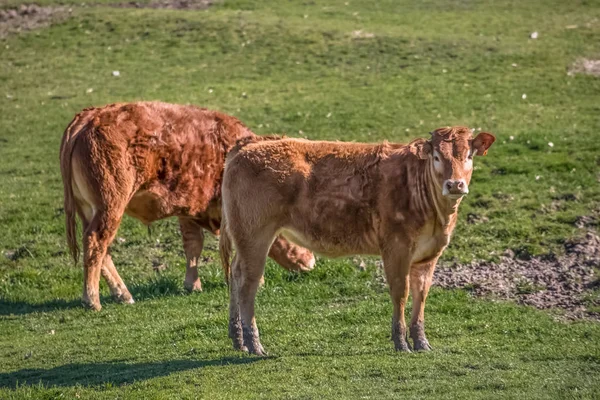 Vista de vacas no pasto verde na fazenda — Fotografia de Stock