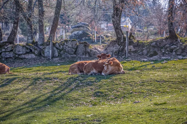 Вид корів, що лежать на зеленому пасовищі на фермі — стокове фото