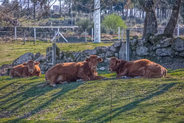 Blick auf Kühe, die auf der grünen Weide auf dem Hof liegen — Stockfoto