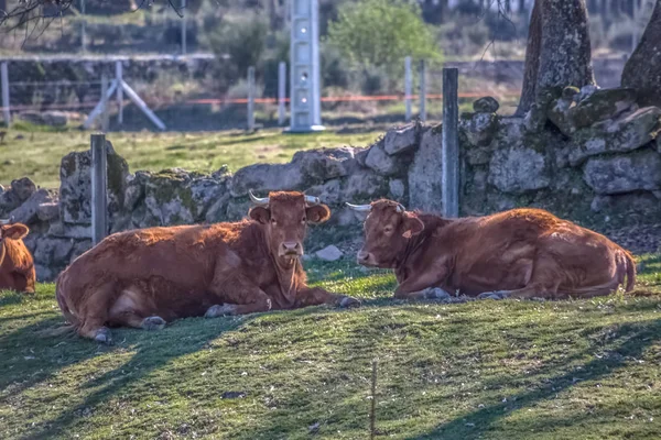 Blick auf Kühe, die auf der grünen Weide auf dem Hof liegen — Stockfoto