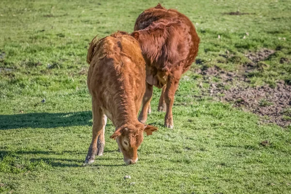 Syn på kor på gröna betet på gård — Stockfoto
