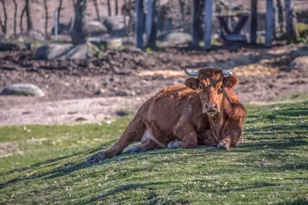 Vista de una vaca acostada en el pasto verde de la granja —  Fotos de Stock