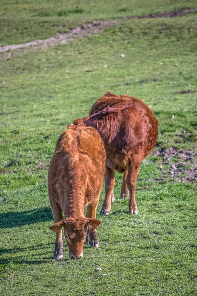 Vista de las vacas en el pasto verde en la granja —  Fotos de Stock