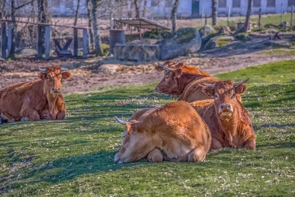 Vista de vacas deitadas no pasto verde na fazenda — Fotografia de Stock
