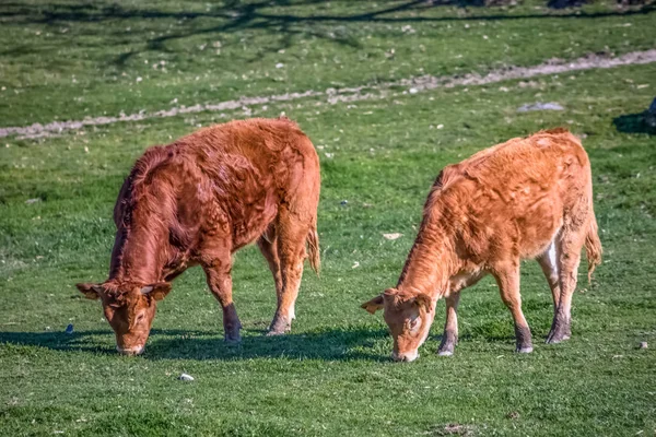 Syn på kor på gröna betet på gård — Stockfoto