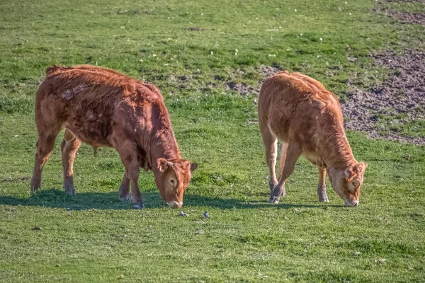 Veduta delle mucche al pascolo verde in azienda — Foto Stock