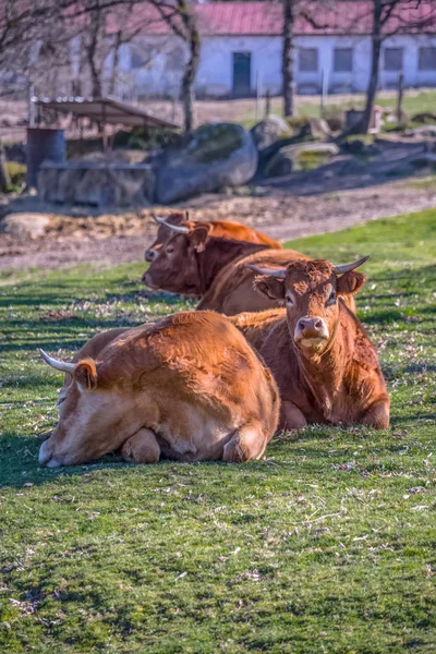 Vista de las vacas acostadas en el pasto verde de la granja —  Fotos de Stock