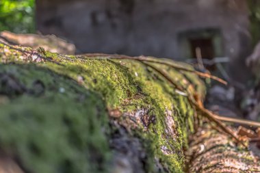 Odak yosun detay ile perspektif gövde görünümü