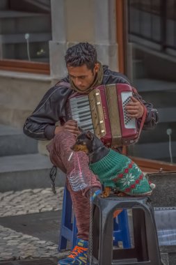 Küçük ve komik köpek manzarası ağzında sigara, arka planda akordeon çalan sahibi, Portekiz 'in Coimbra şehrinin caddesinde konser veren