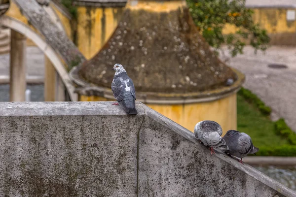 Vue détaillée des colombes urbaines sur le mur du Belvédère — Photo