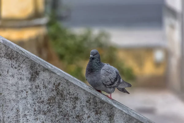 Vista detallada de las palomas urbanas en la pared del Belvedere — Foto de Stock