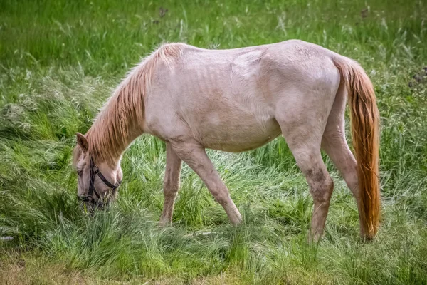 Veduta di un bellissimo cavallo bianco e giallo al pascolo in un campo di erbe verdi — Foto Stock