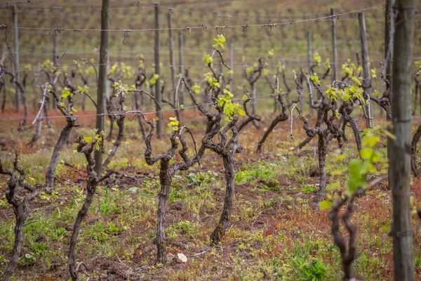 Вид на виноградники с виноградной лозой, типичный португальский пейзаж — стоковое фото