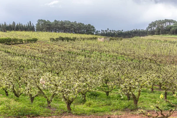 Vista do pomar com macieiras floridas, agricultura orgânica — Fotografia de Stock