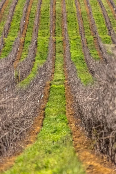 Vista das vinhas, com vinhas, paisagem típica portuguesa — Fotografia de Stock