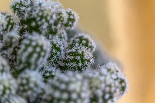 Vista dettagliata del cactus verde con spine bianche — Foto Stock