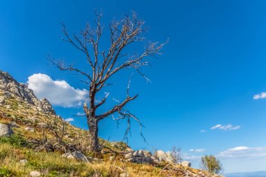 Yanmış ve kırık ağaç görünümü, yangınlar sonucu, Caramulo dağların tepesinde
