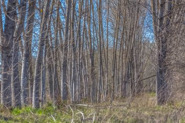 Otlar alanında paralel ağaçların ayrıntılı görünümü