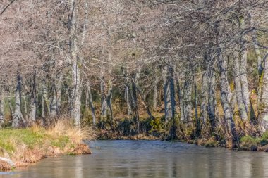 Ağaçlar, kayalar ve bitkilerin kıyılarında olduğu bir nehrin görünümü