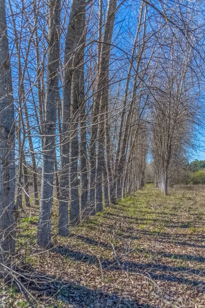 Vista detalhada das árvores paralelas no campo de ervas — Fotografia de Stock