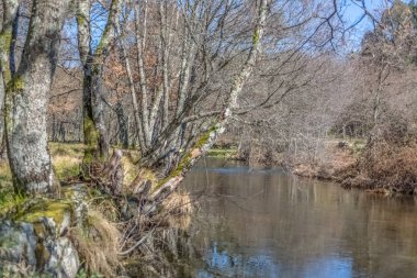 Ağaçlar, kayalar ve bitkilerin kıyılarında olduğu bir nehrin görünümü